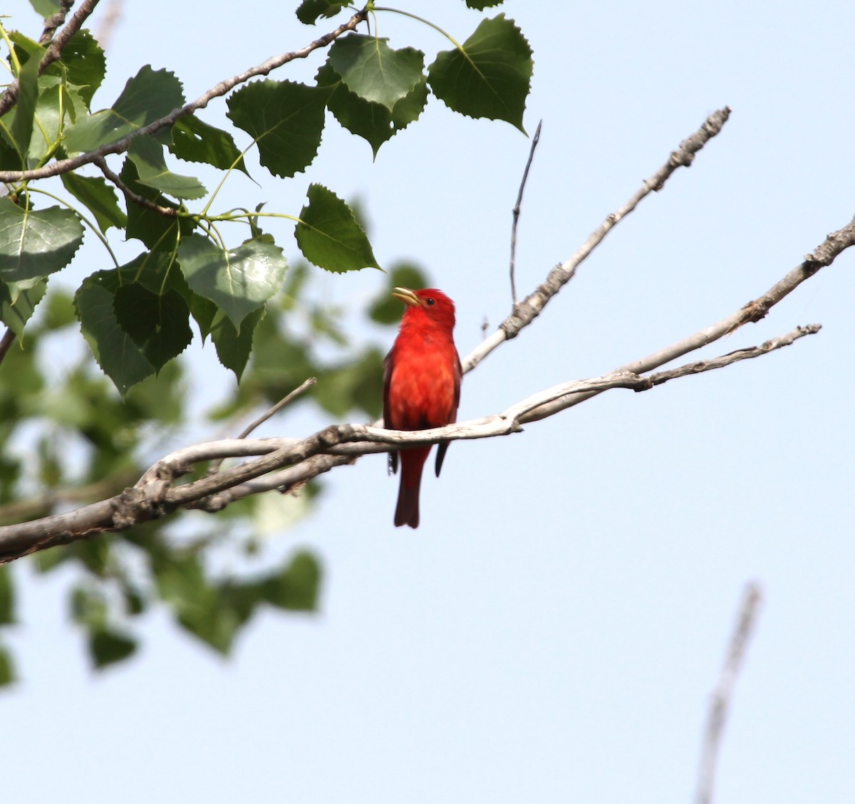 Summer Tanager - Bradley Anderson