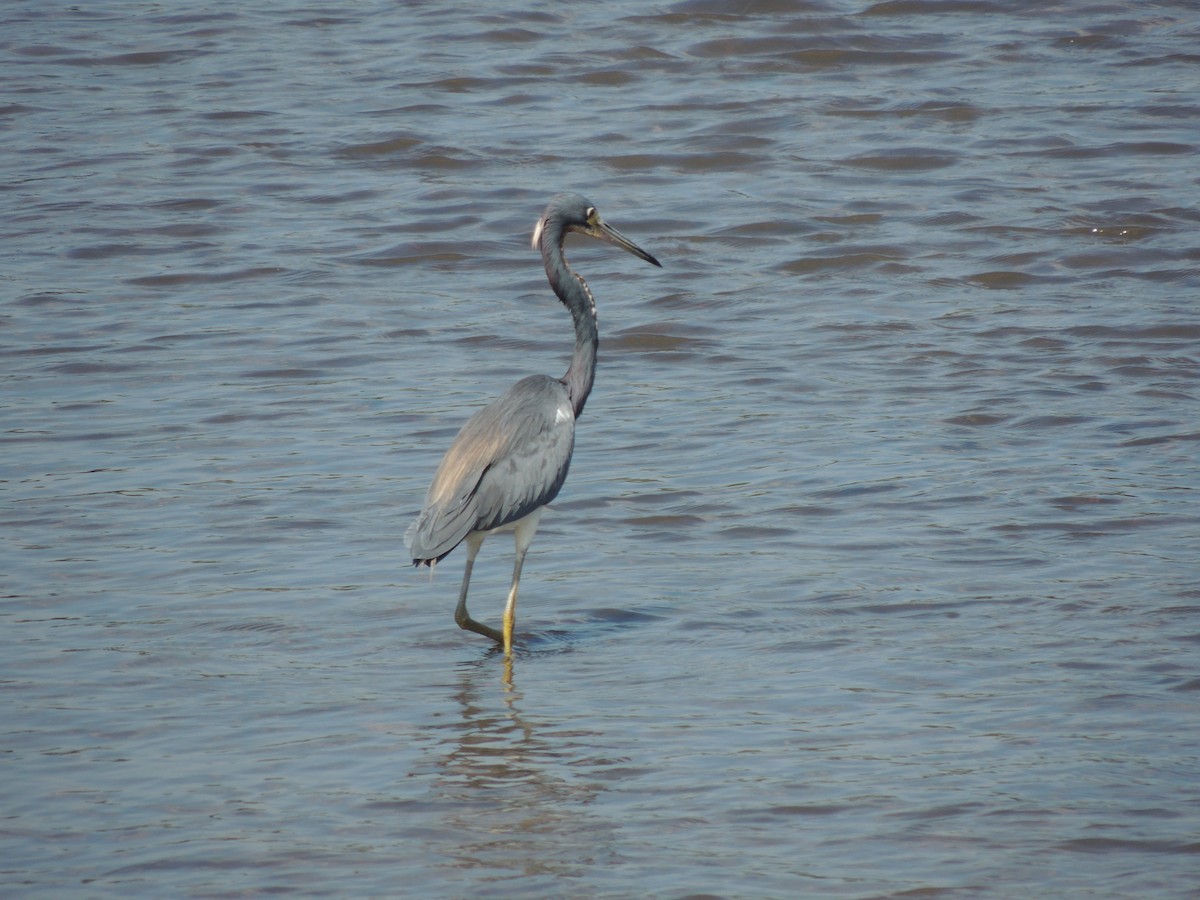 Tricolored Heron - Roger Lambert