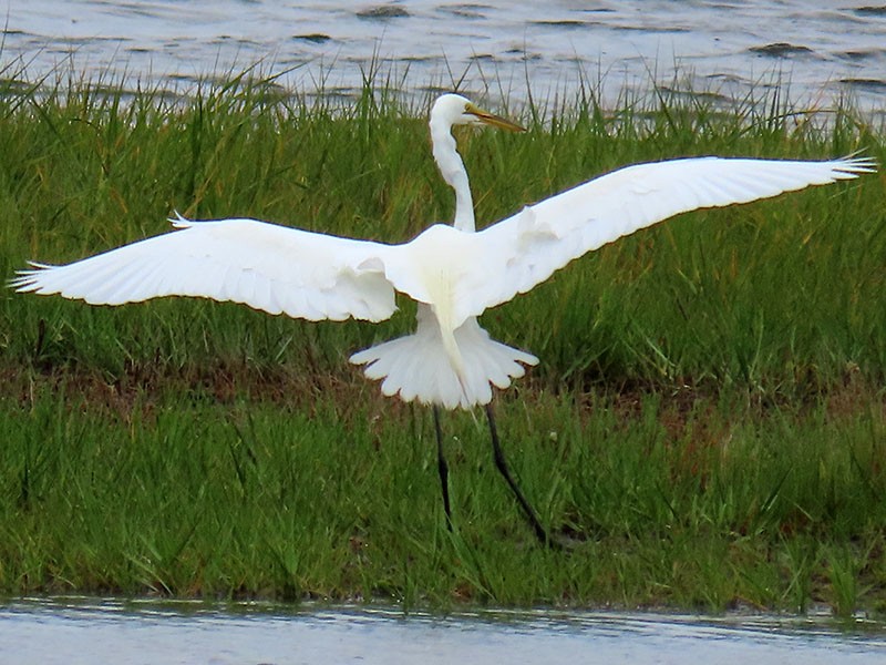 Great Egret - Karen Lebing