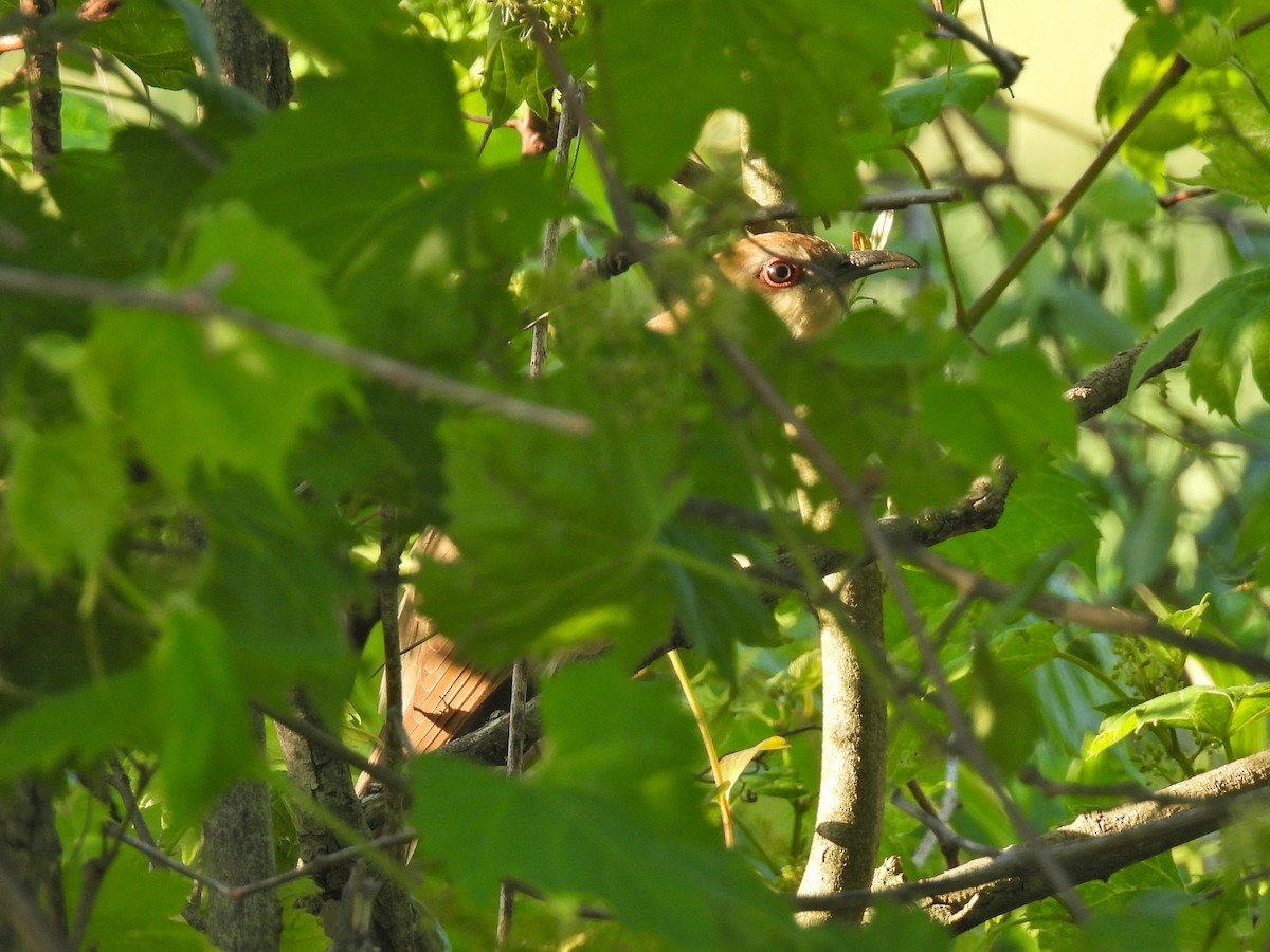 Black-billed Cuckoo - ML619536472