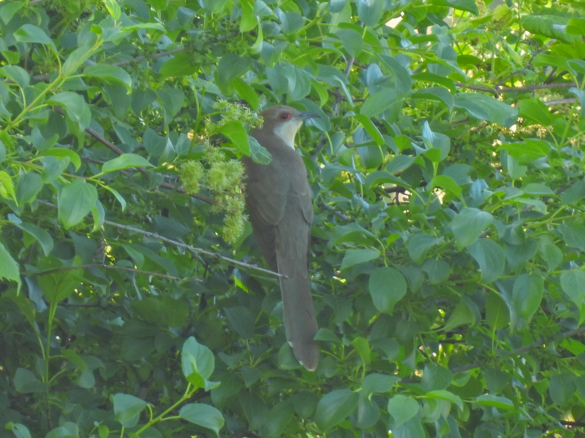 Black-billed Cuckoo - Chase Masters