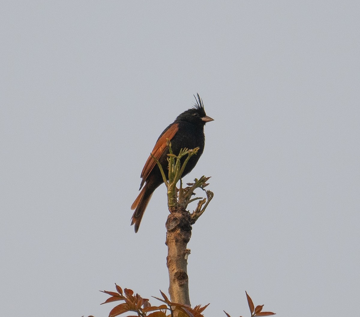 Crested Bunting - James Moore (Maryland)