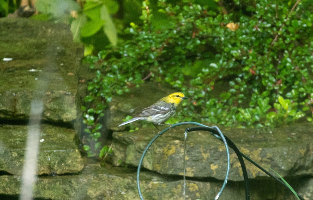 Black-throated Green Warbler - ML619536481