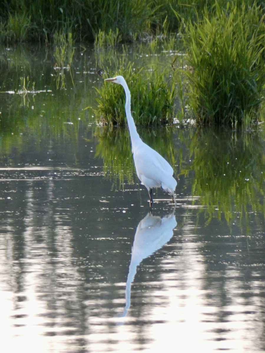 Great Egret - Tahira Probst