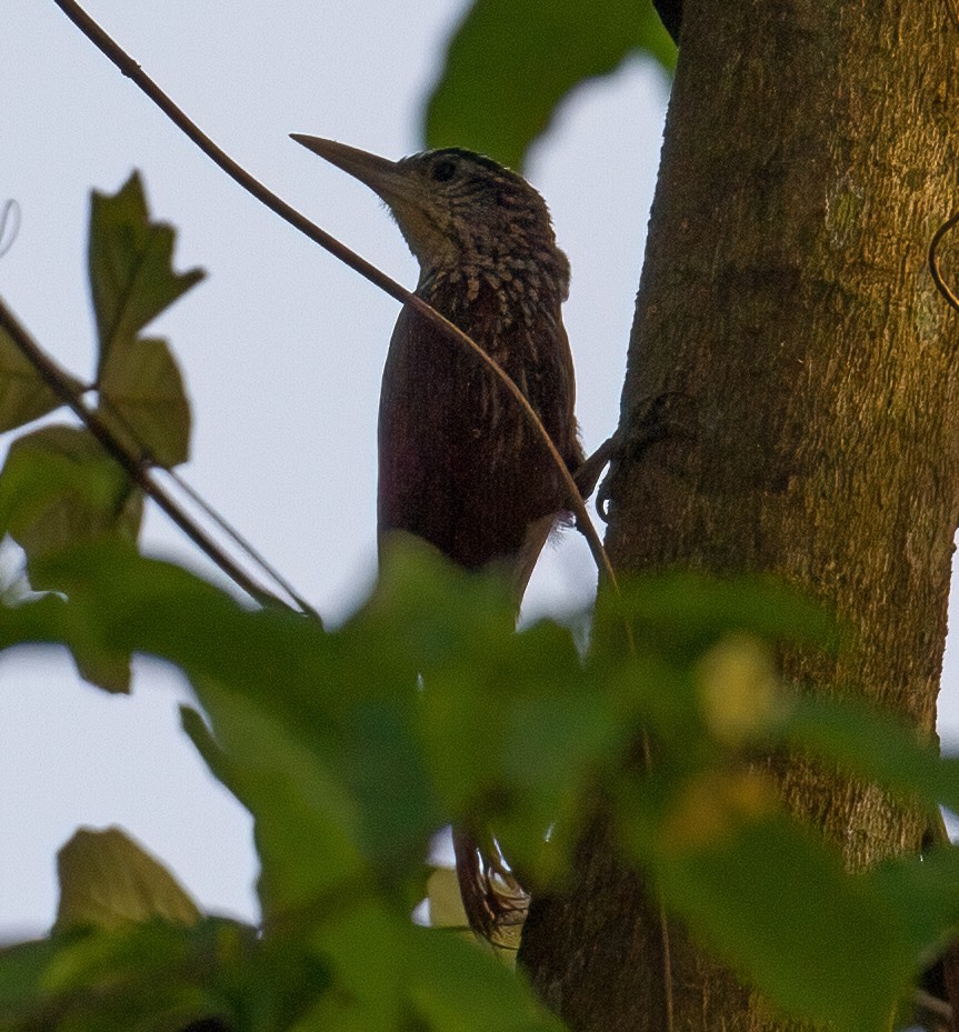 Straight-billed Woodcreeper - ML619536485