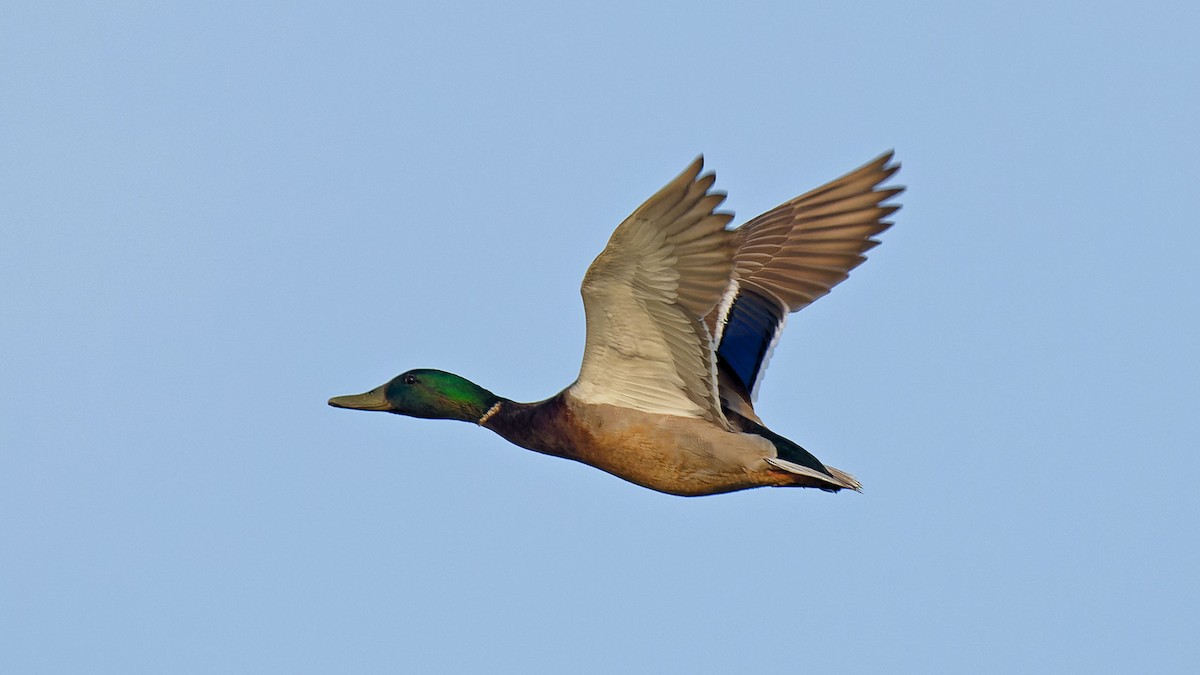 Mallard - ML619536487