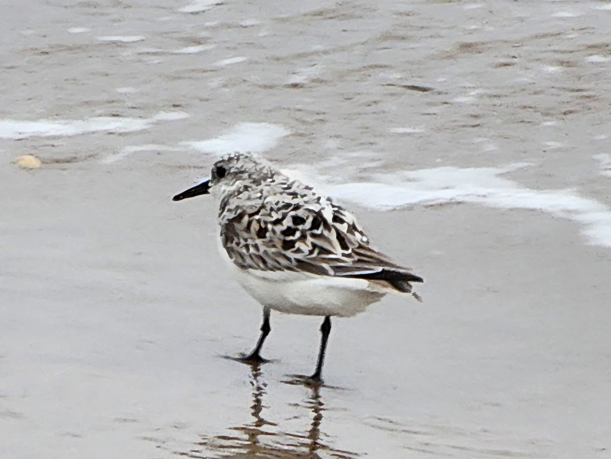 Sanderling - Rocío Reybal 🐦