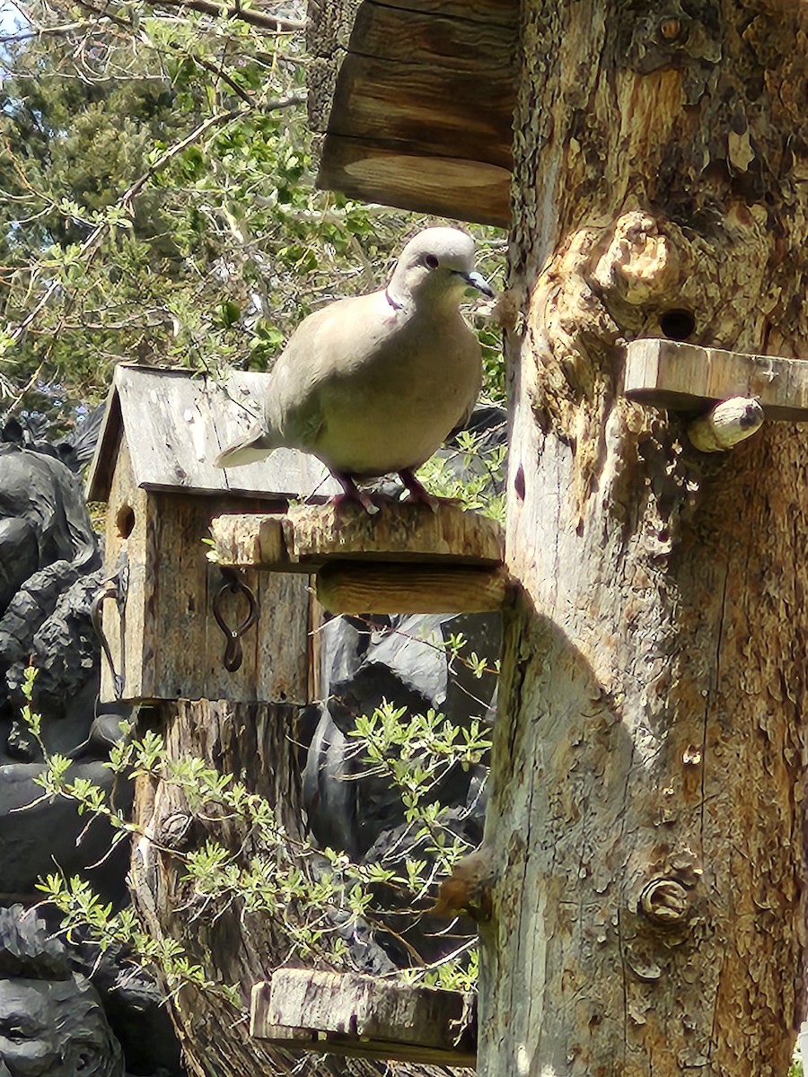 Eurasian Collared-Dove - Sarah Prescott