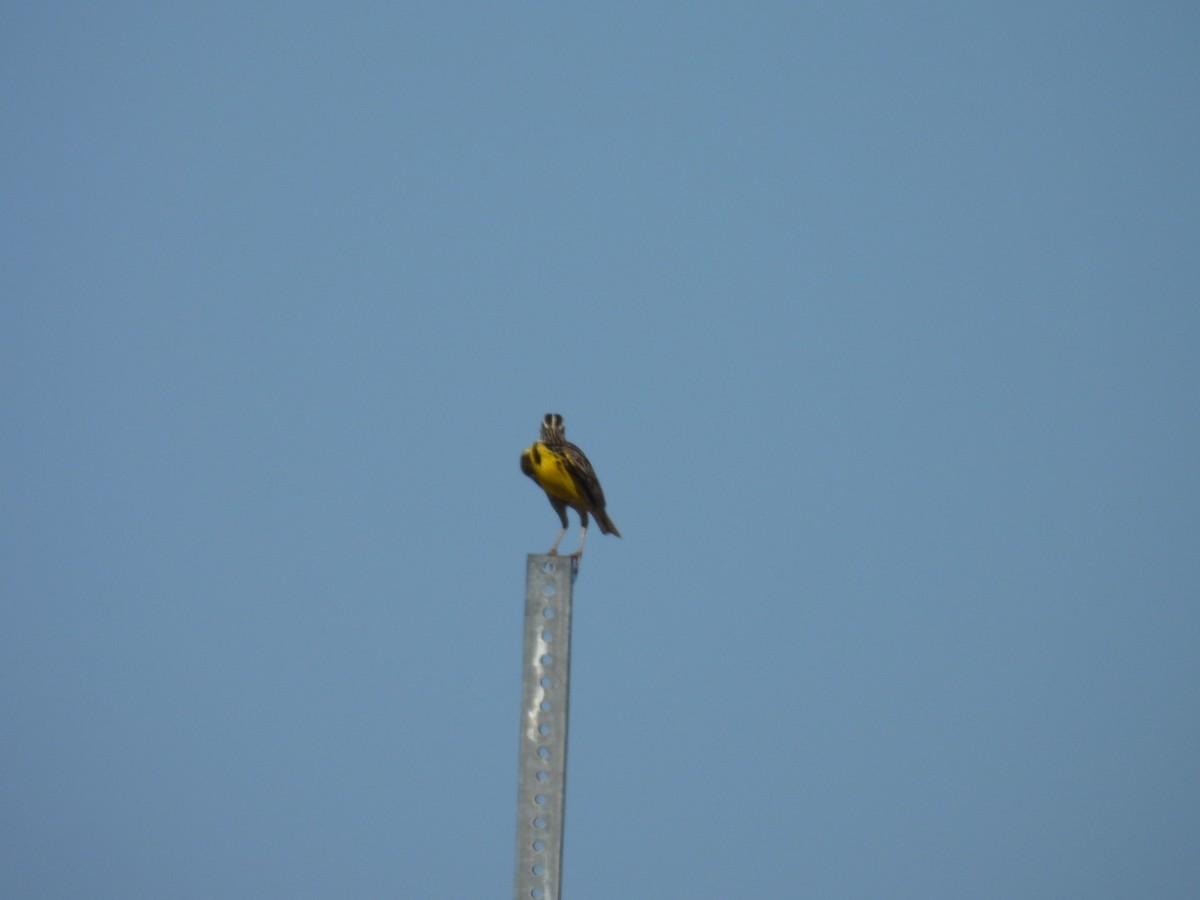 Eastern Meadowlark - Denise Rychlik