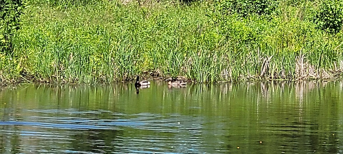 Mallard - Matthew Howard