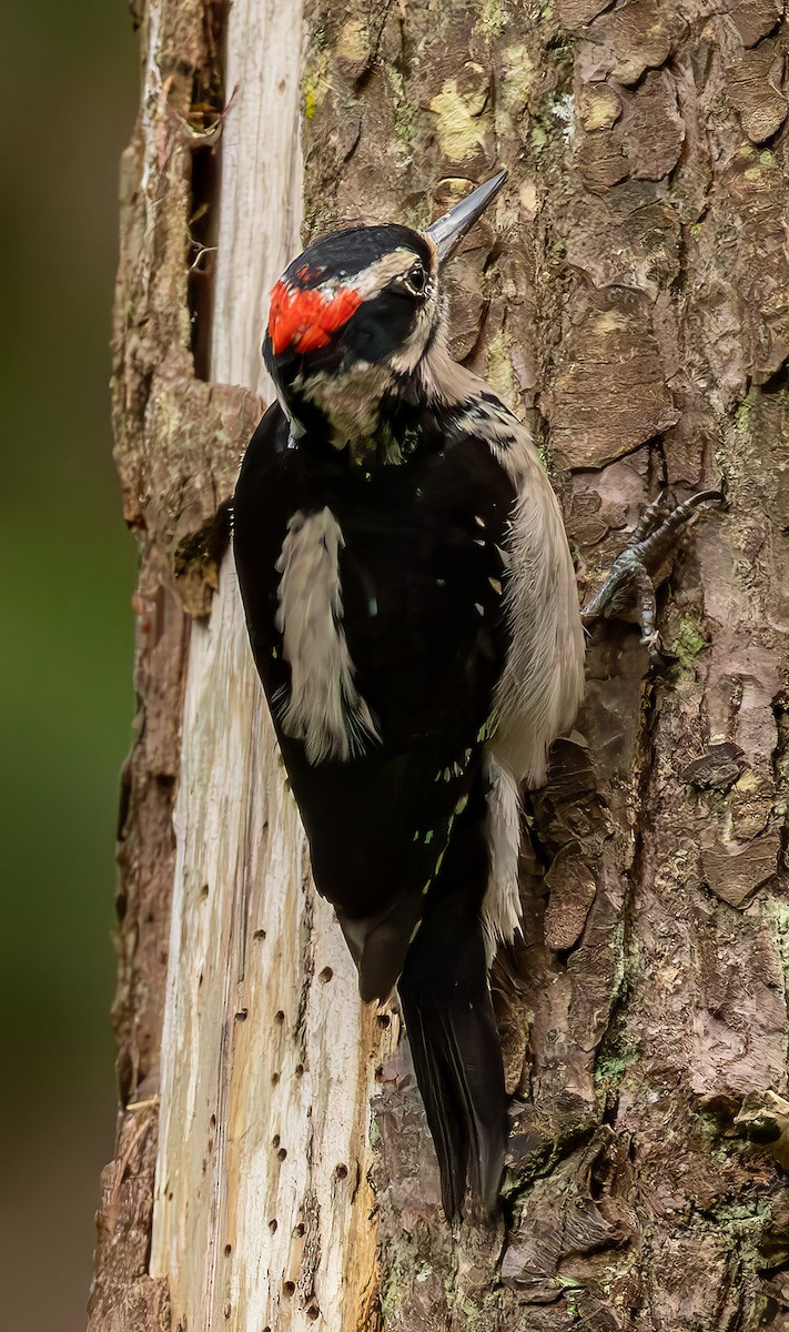 Hairy Woodpecker - Charles Dodd