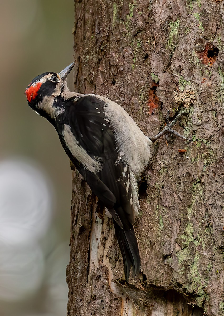 Hairy Woodpecker - Charles Dodd