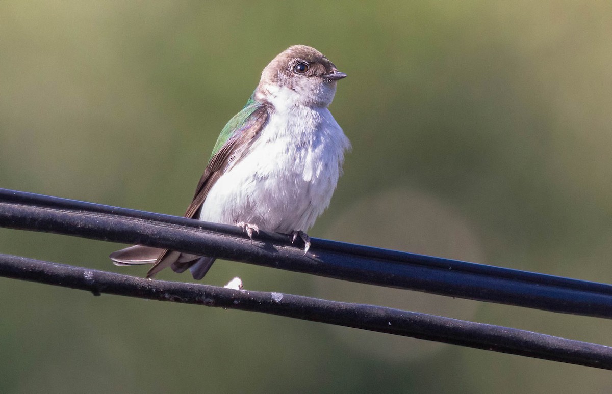 Violet-green Swallow - John Scharpen