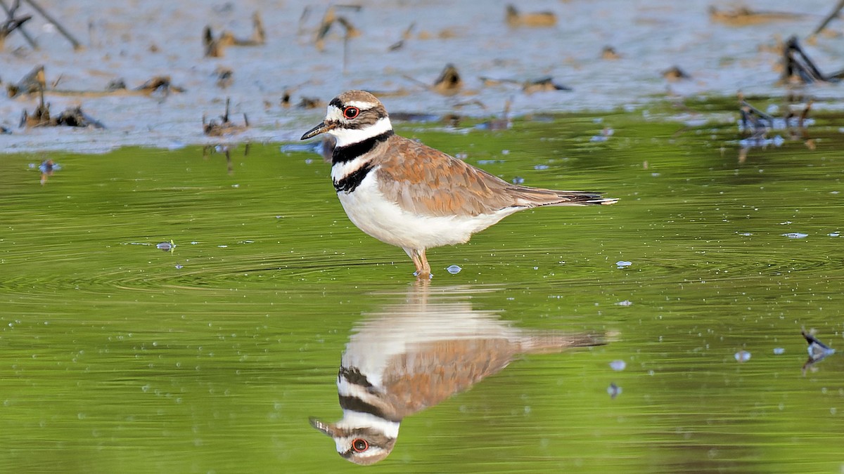 Killdeer - Craig Becker