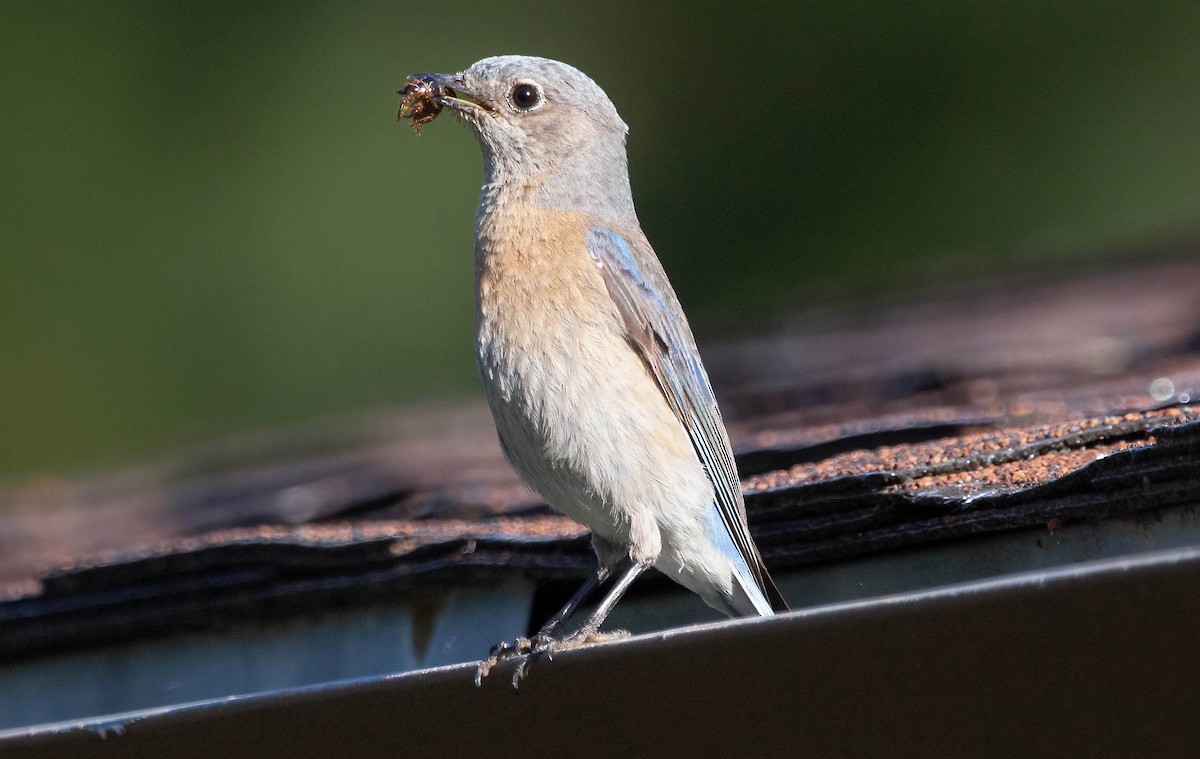 Western Bluebird - John Scharpen