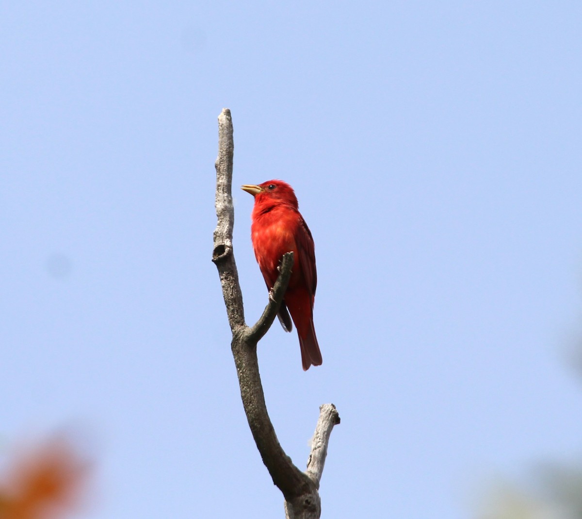 Summer Tanager - Bradley Anderson