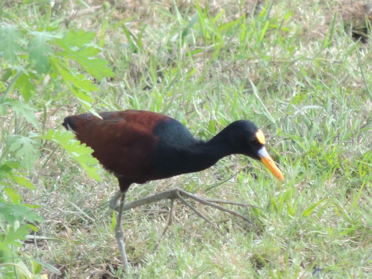 Northern Jacana - Roger Lambert