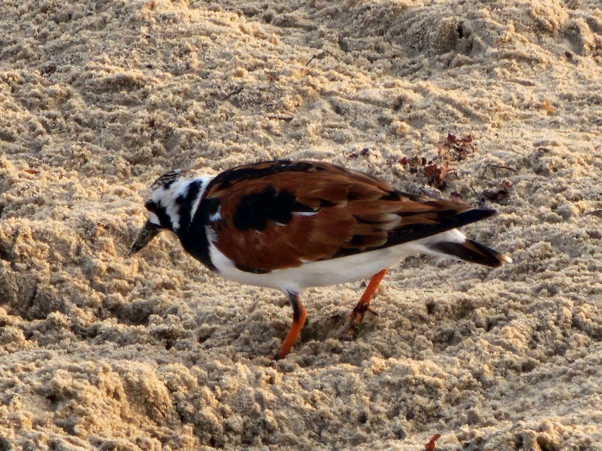 Ruddy Turnstone - Rocío Reybal 🐦