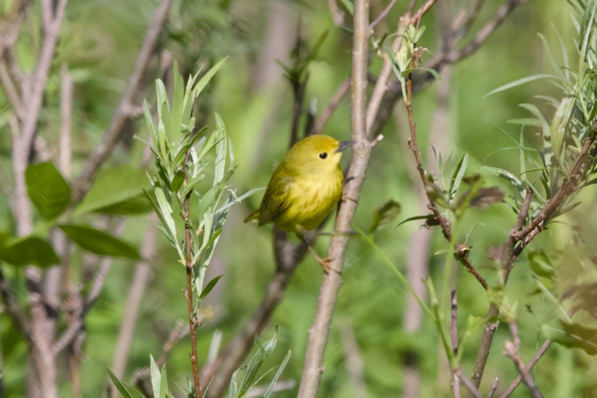 Yellow Warbler - Stan Lilley