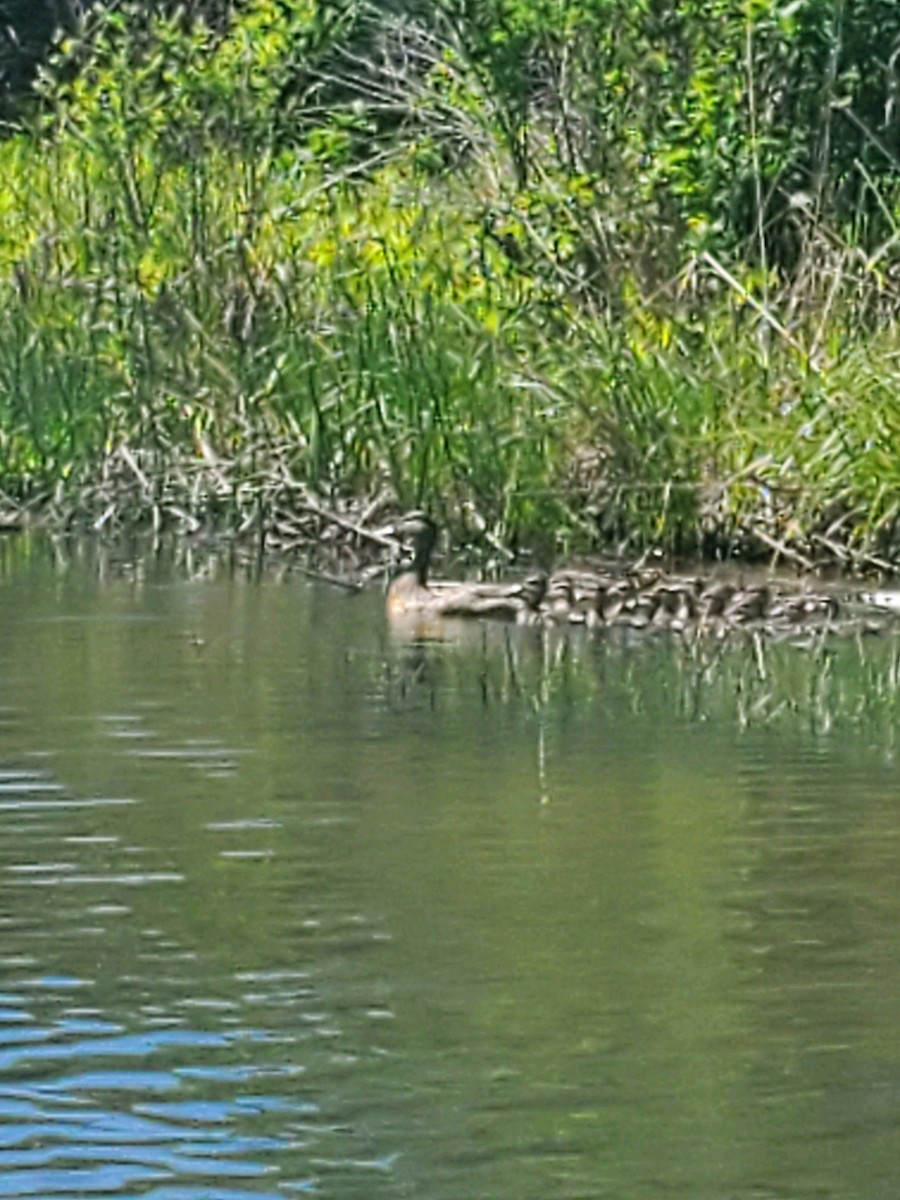 Mallard - Matthew Howard