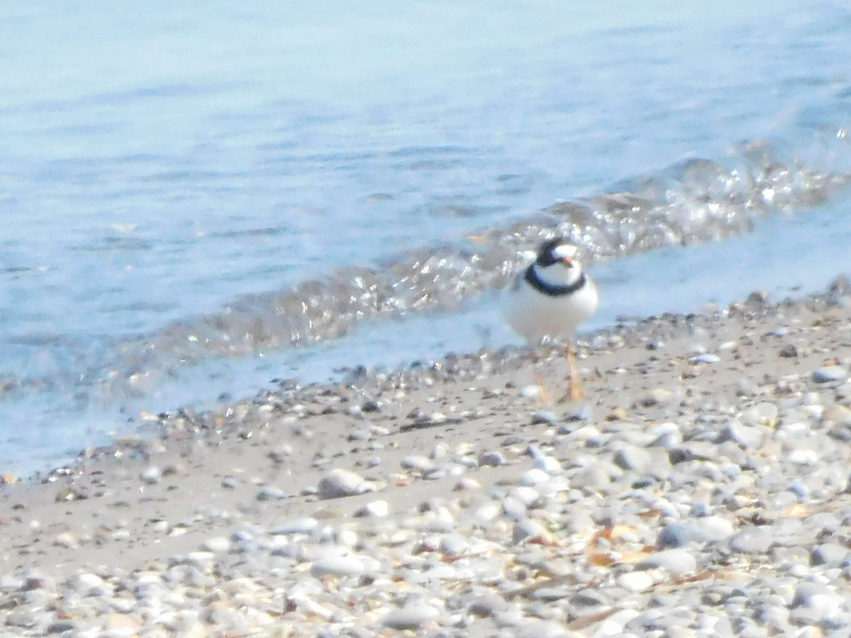 Semipalmated Plover - Meg Glines