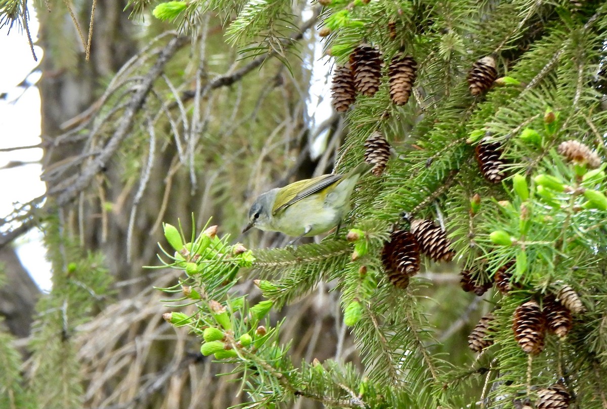 Tennessee Warbler - Zoey Magner