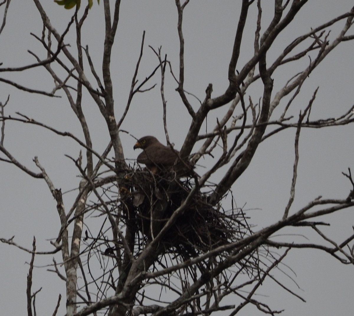 Roadside Hawk - David Reed