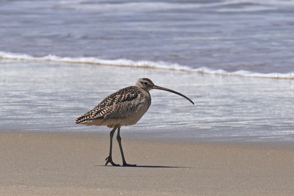 Long-billed Curlew - Susan Iannucci