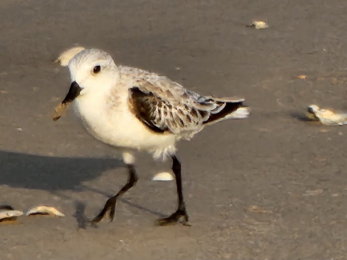 Sanderling - Rocío Reybal 🐦