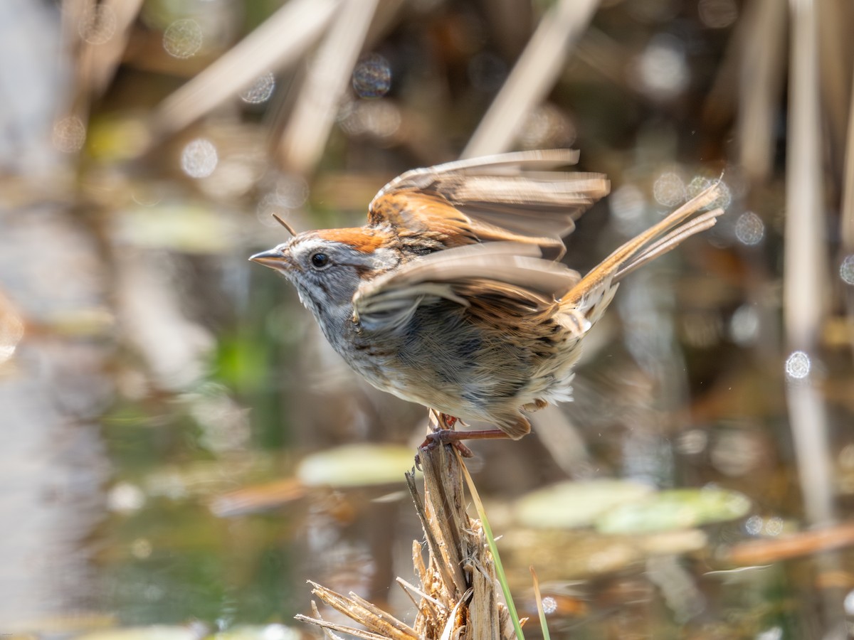 Swamp Sparrow - David Howe & Rosanne Dawson