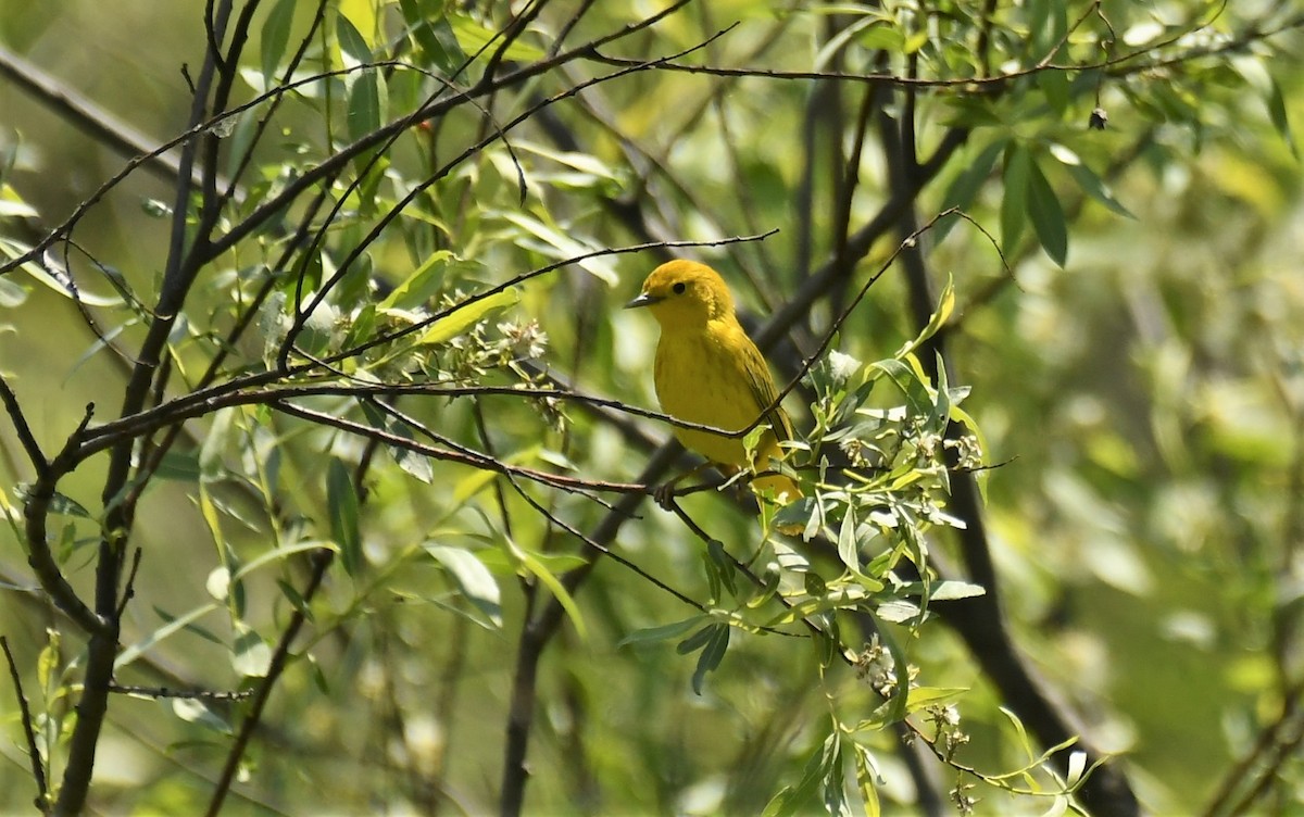 Yellow Warbler - Marcia Suchy