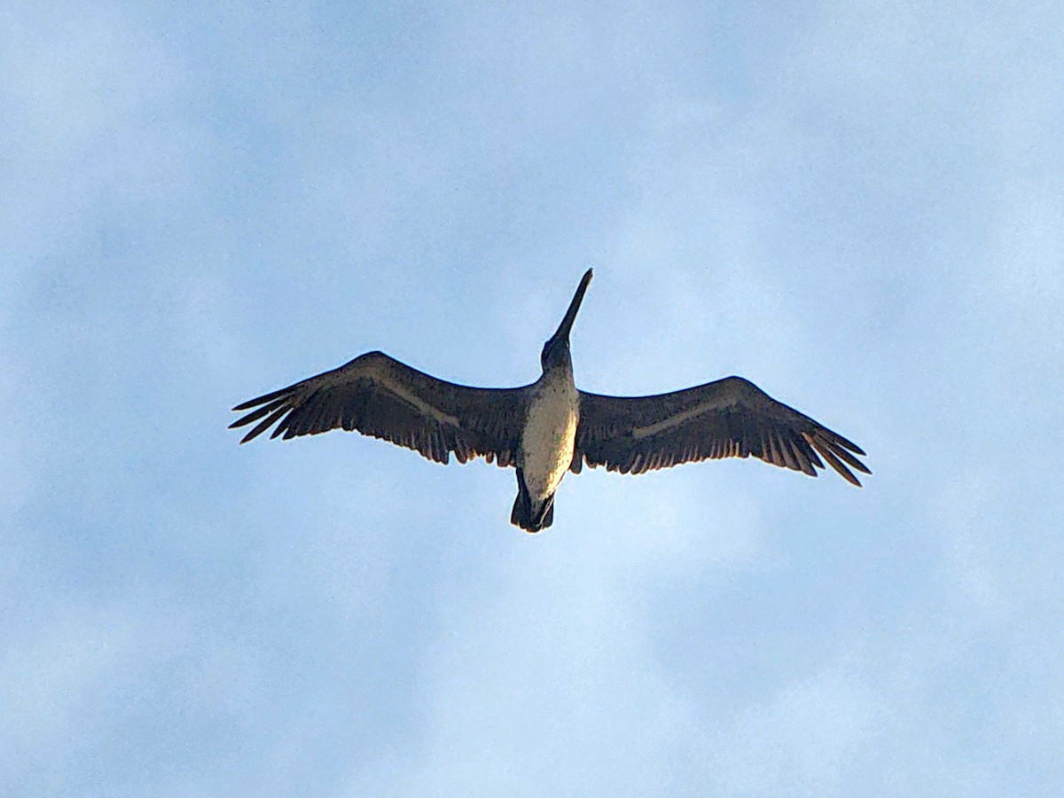 Brown Pelican - ML619536553