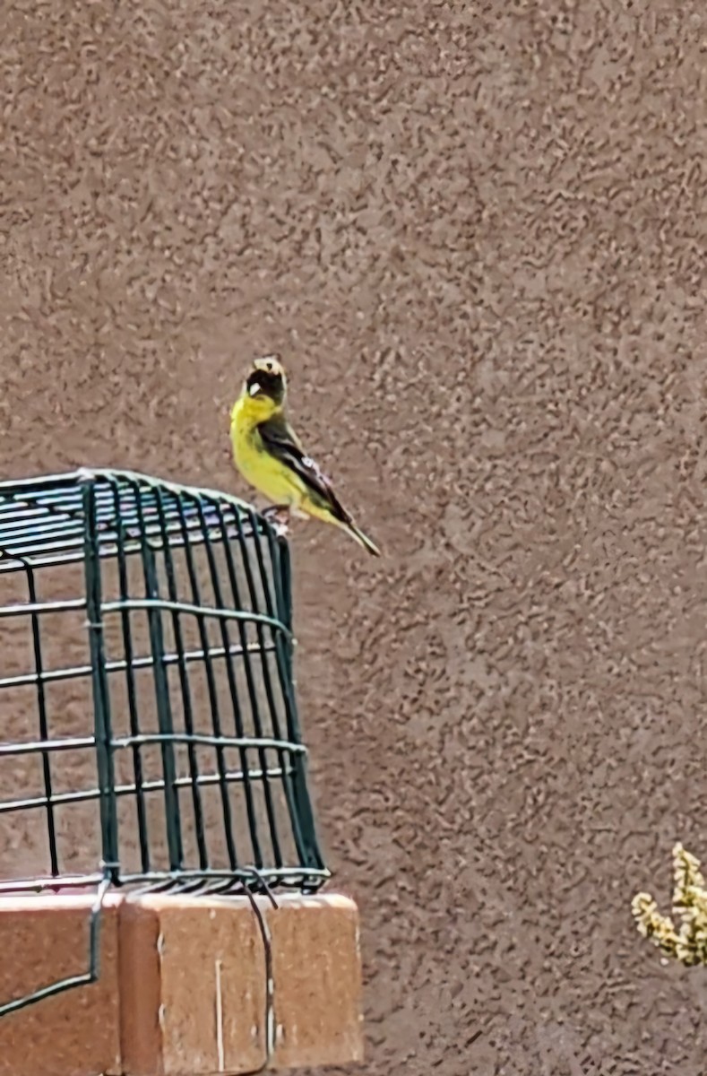 Lesser Goldfinch - Nancy Cox