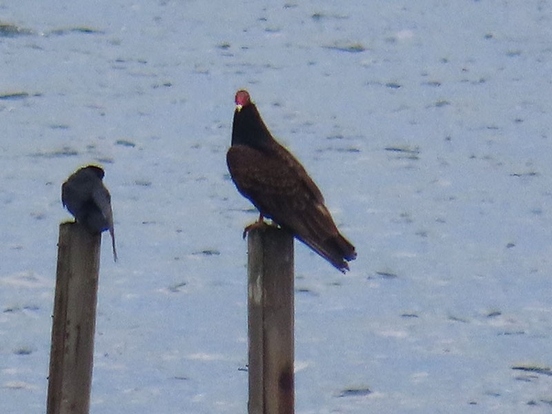 Turkey Vulture - Karen Lebing