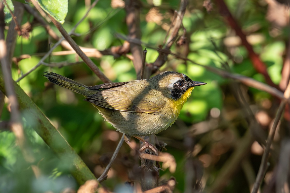 Common Yellowthroat - Alton Spencer