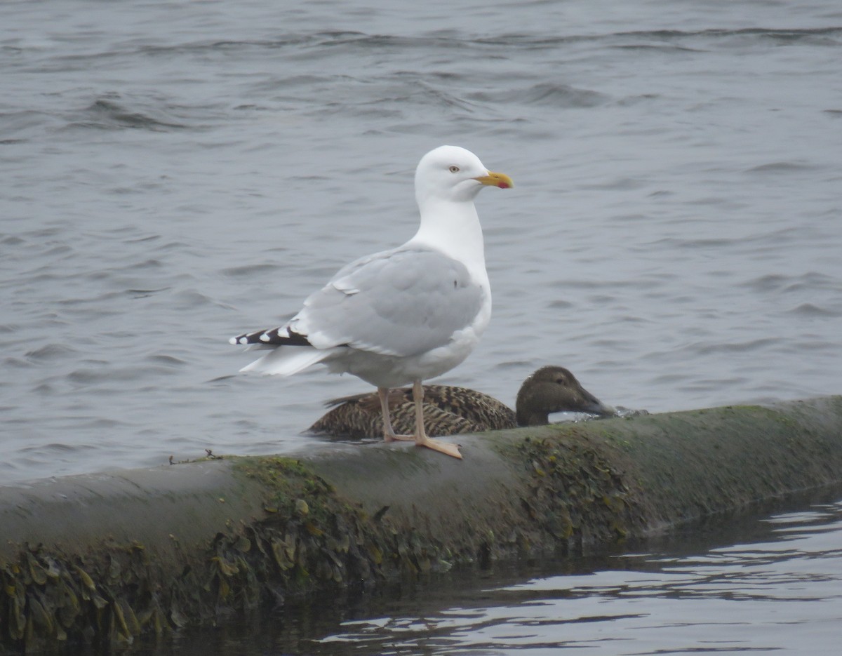 Herring Gull - Jesús Ruiz Rodrigo