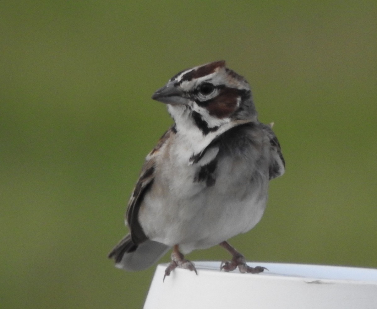 Lark Sparrow - Pamela Goolsby