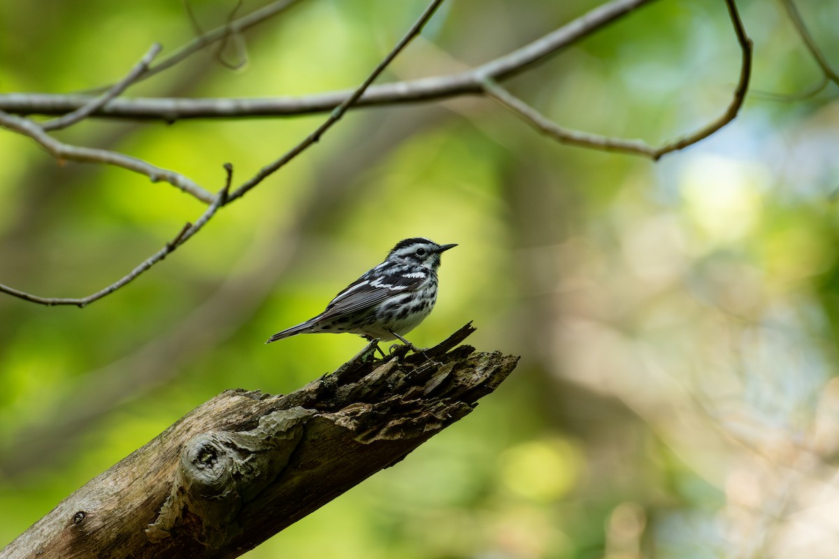 Black-and-white Warbler - Alton Spencer