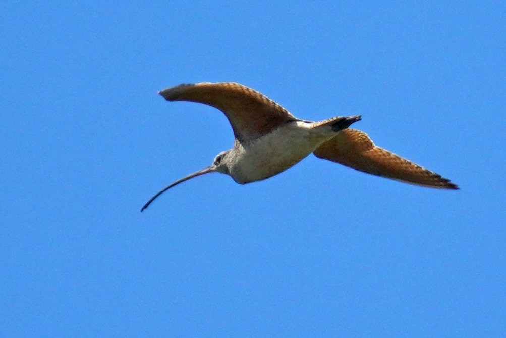 Long-billed Curlew - Susan Iannucci
