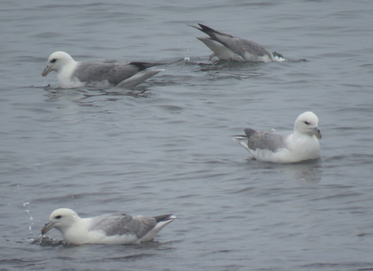 Northern Fulmar (Atlantic) - Jesús Ruiz Rodrigo