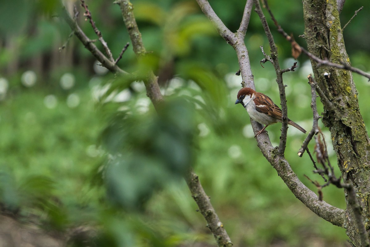 Italian Sparrow - ML619536569