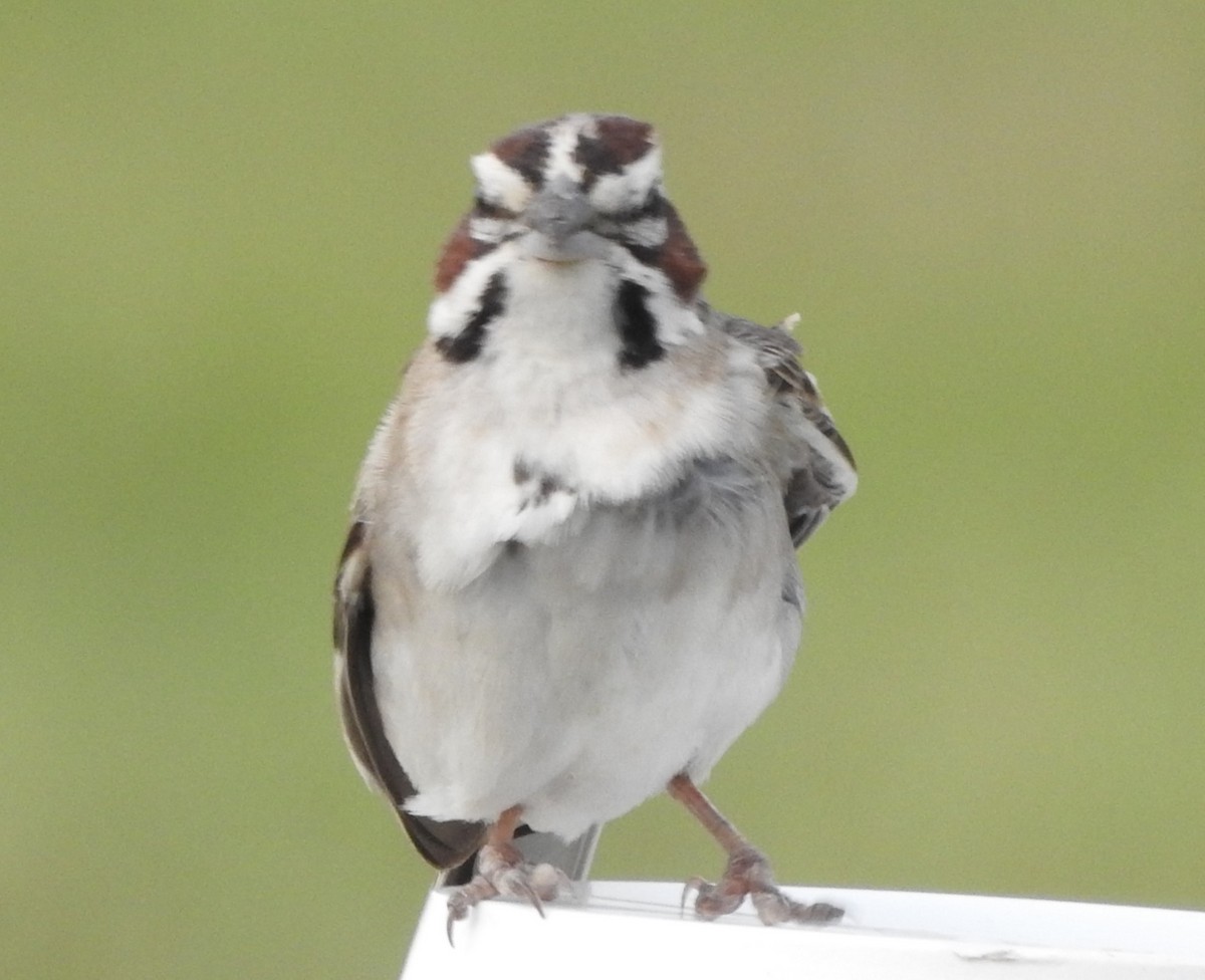 Lark Sparrow - Pamela Goolsby