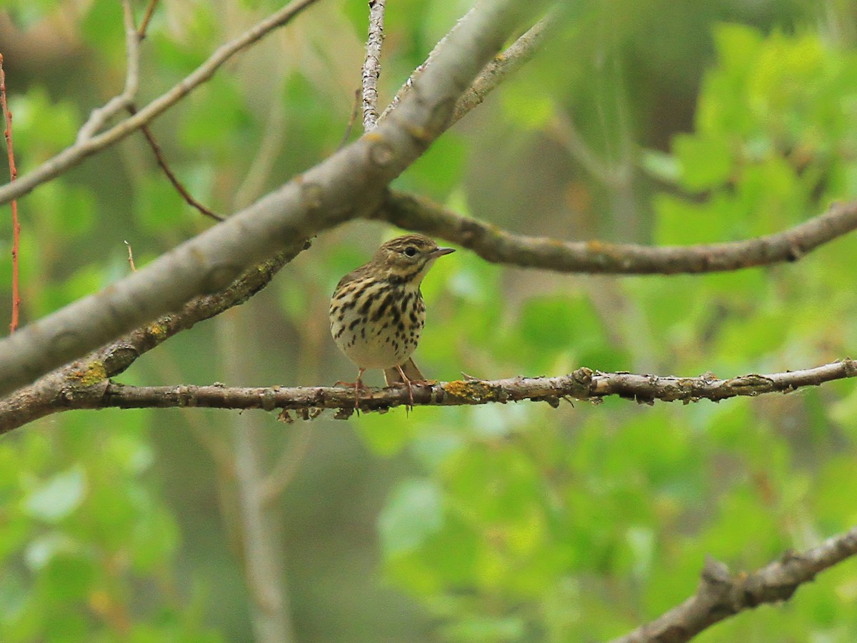 Tree Pipit - Marta Ibáñez