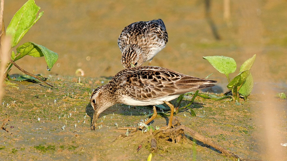 Least Sandpiper - Craig Becker