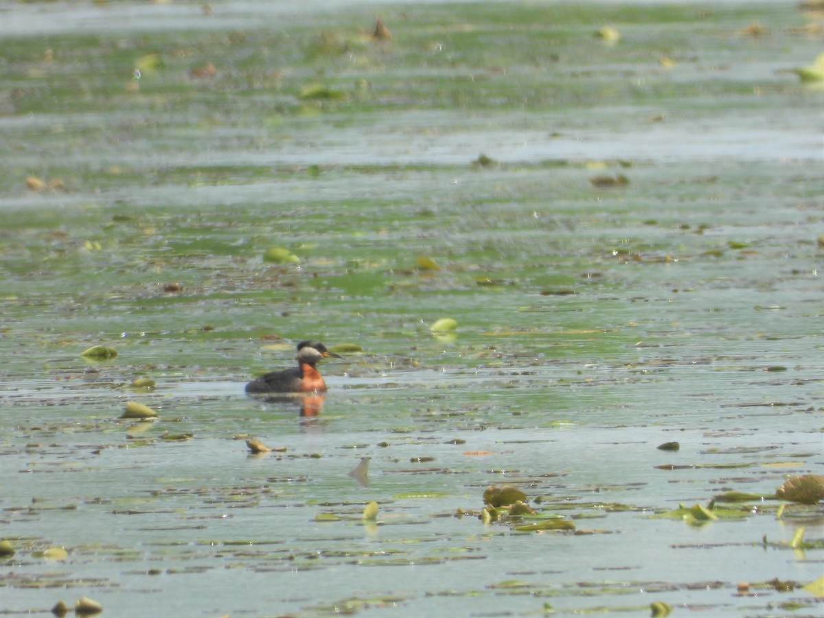 Red-necked Grebe - Marcia Suchy