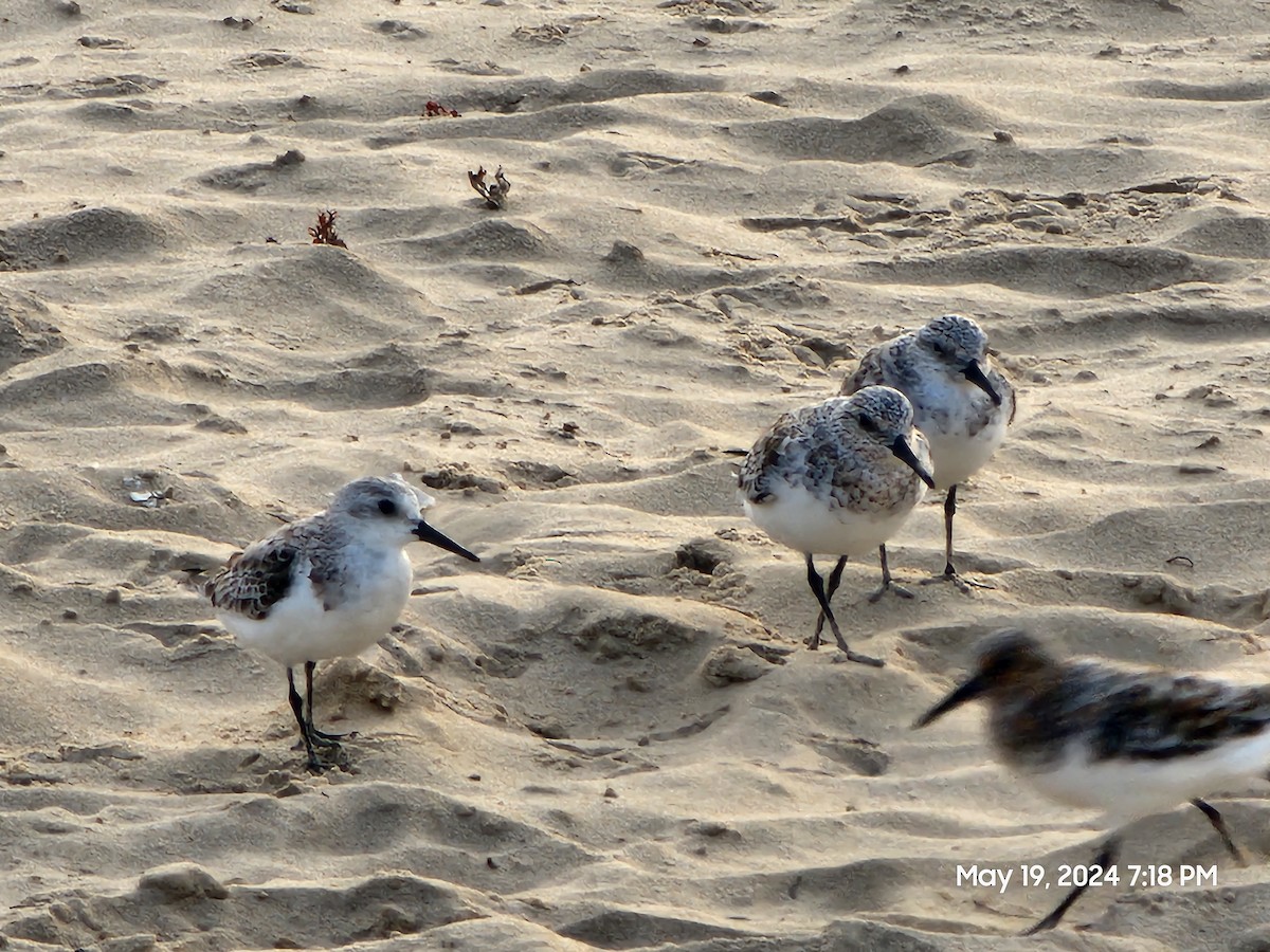 Bécasseau sanderling - ML619536577