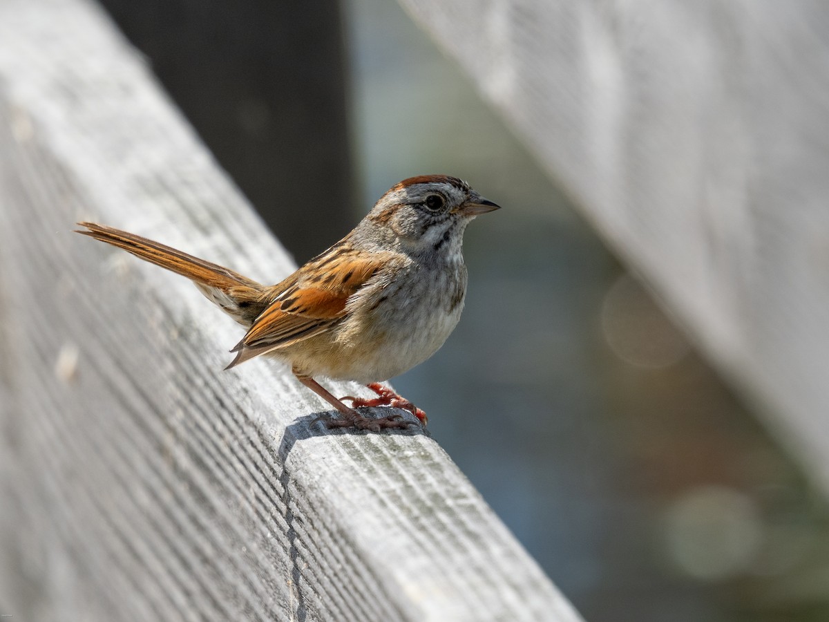 Swamp Sparrow - ML619536578