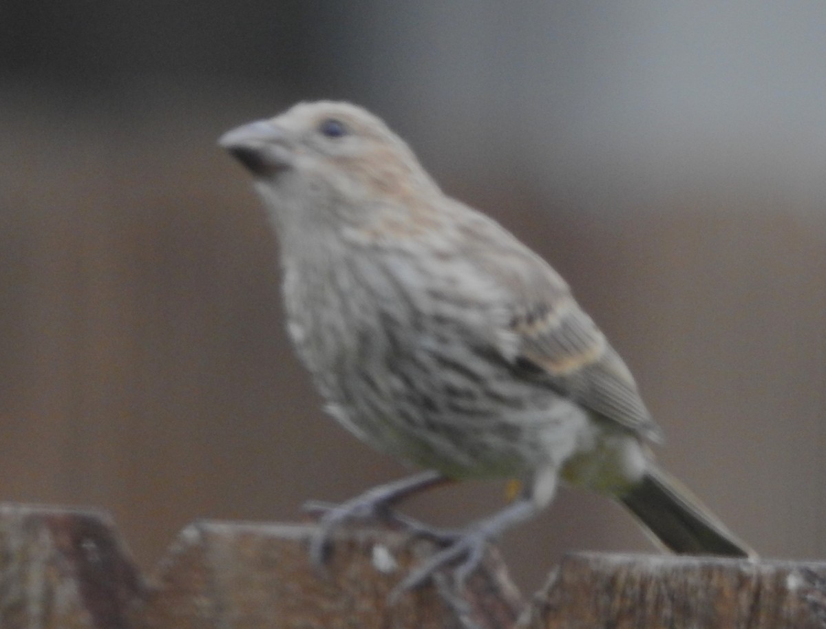 House Finch - Pamela Goolsby