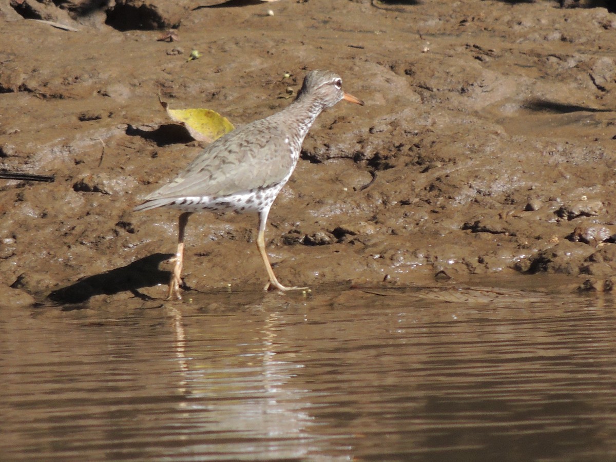 Spotted Sandpiper - Roger Lambert