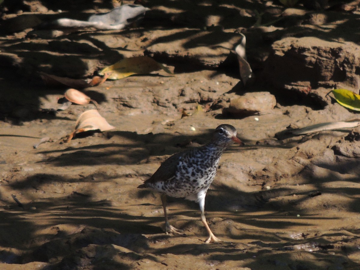 Spotted Sandpiper - Roger Lambert